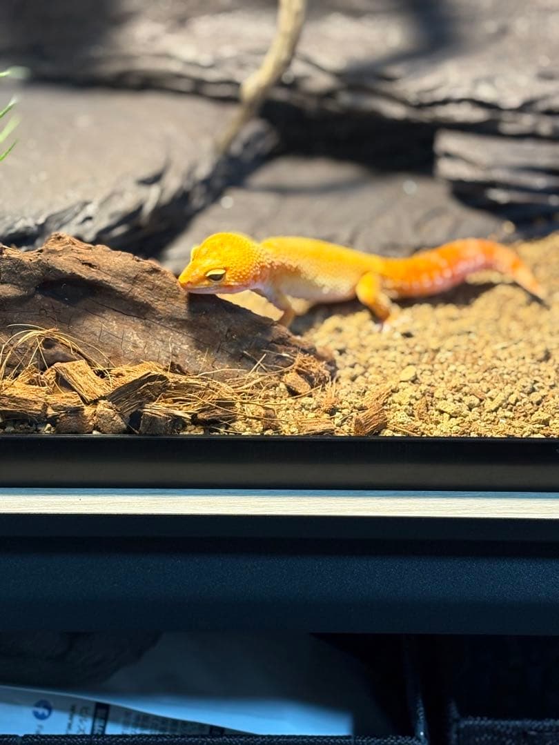 ガラス飼育ケージ レオパードゲッコー用