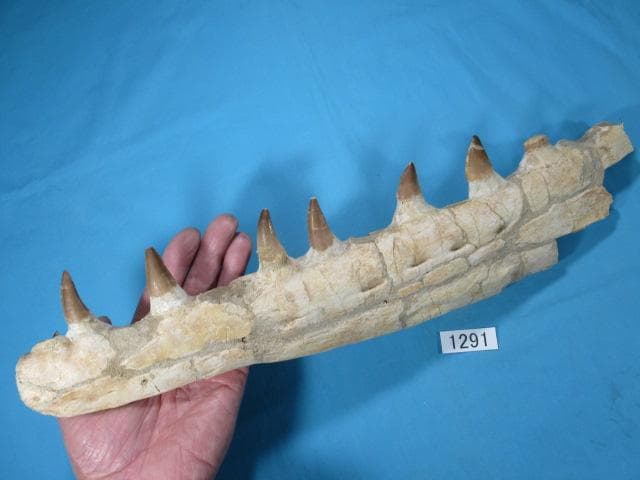 モササウルスの歯と顎骨　本物の化石　モロッコ　No.1291