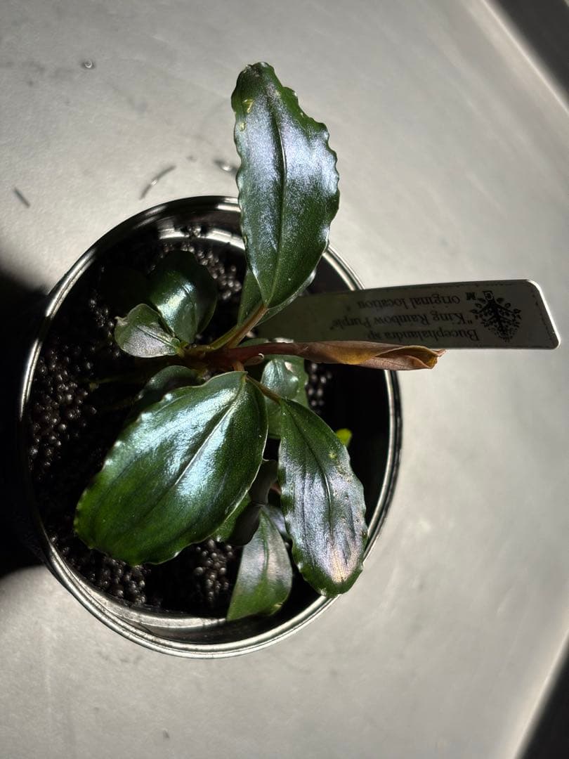 水草 Bucephalandra sp.King rainbow purple