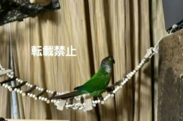 326　吊り橋　はしご　止まり木　バードトイ