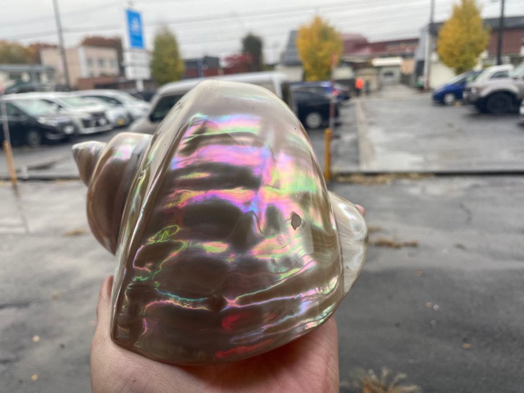 夜光貝　特大夜光貝　16x19cm 美品　置物　ピカピカ　ツルツル　色合いが綺麗