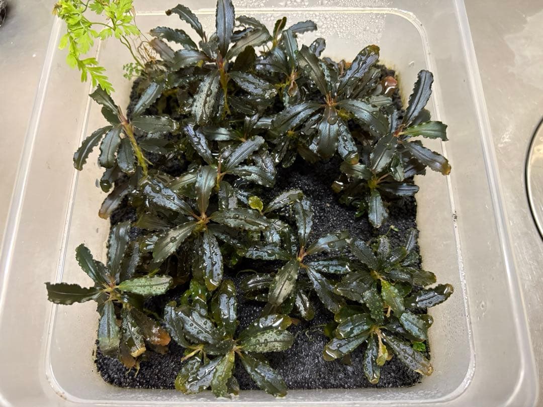 ブセファランドラ クダガン 水上葉 大量