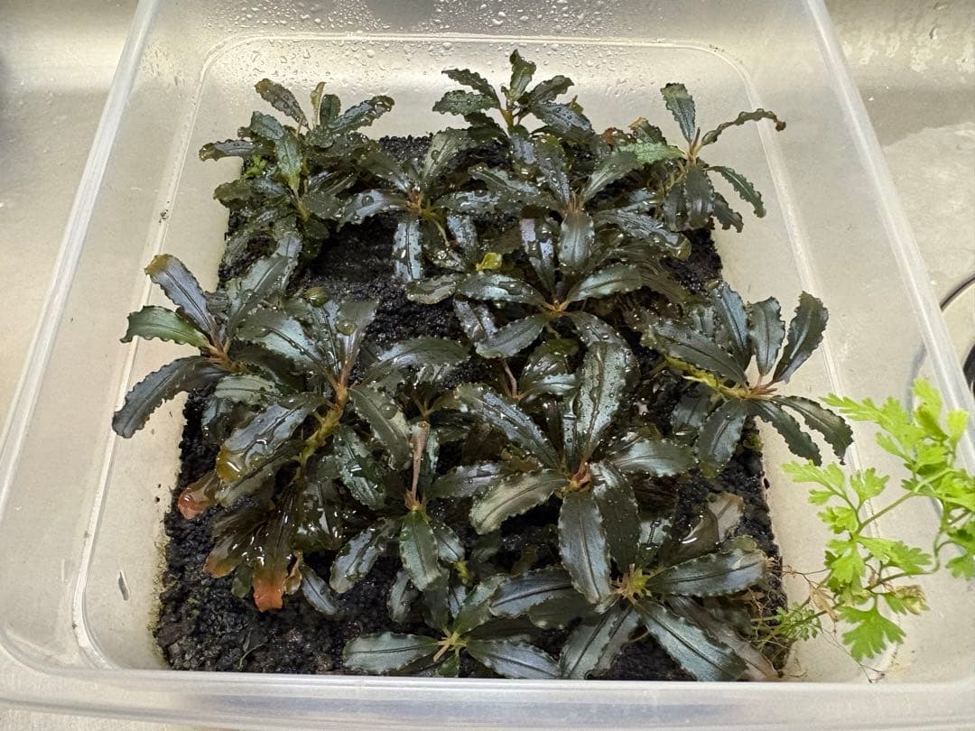 ブセファランドラ クダガン 水上葉 大量