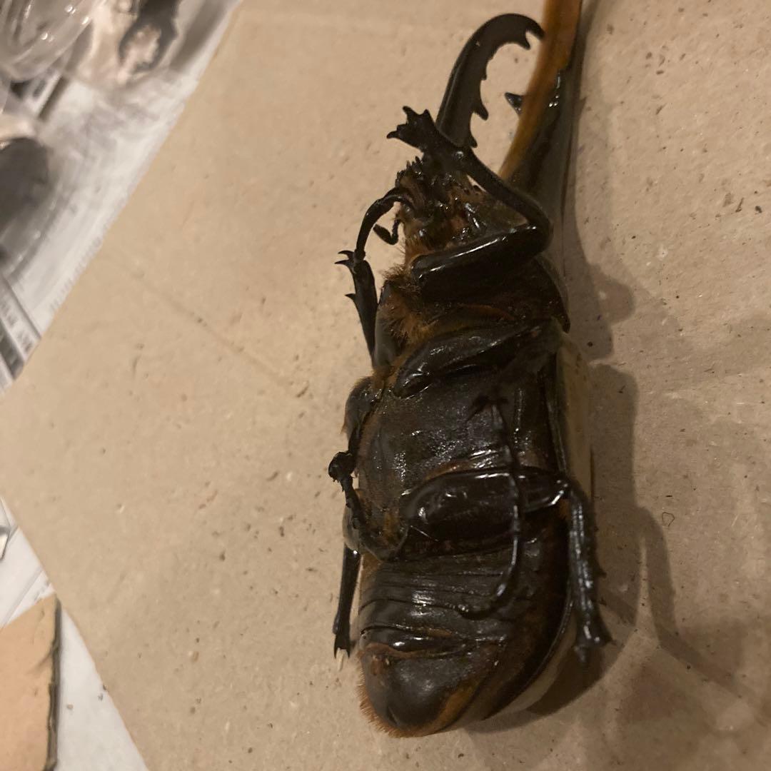 ☆4.乾燥標本ヘラクレスオス163㍉