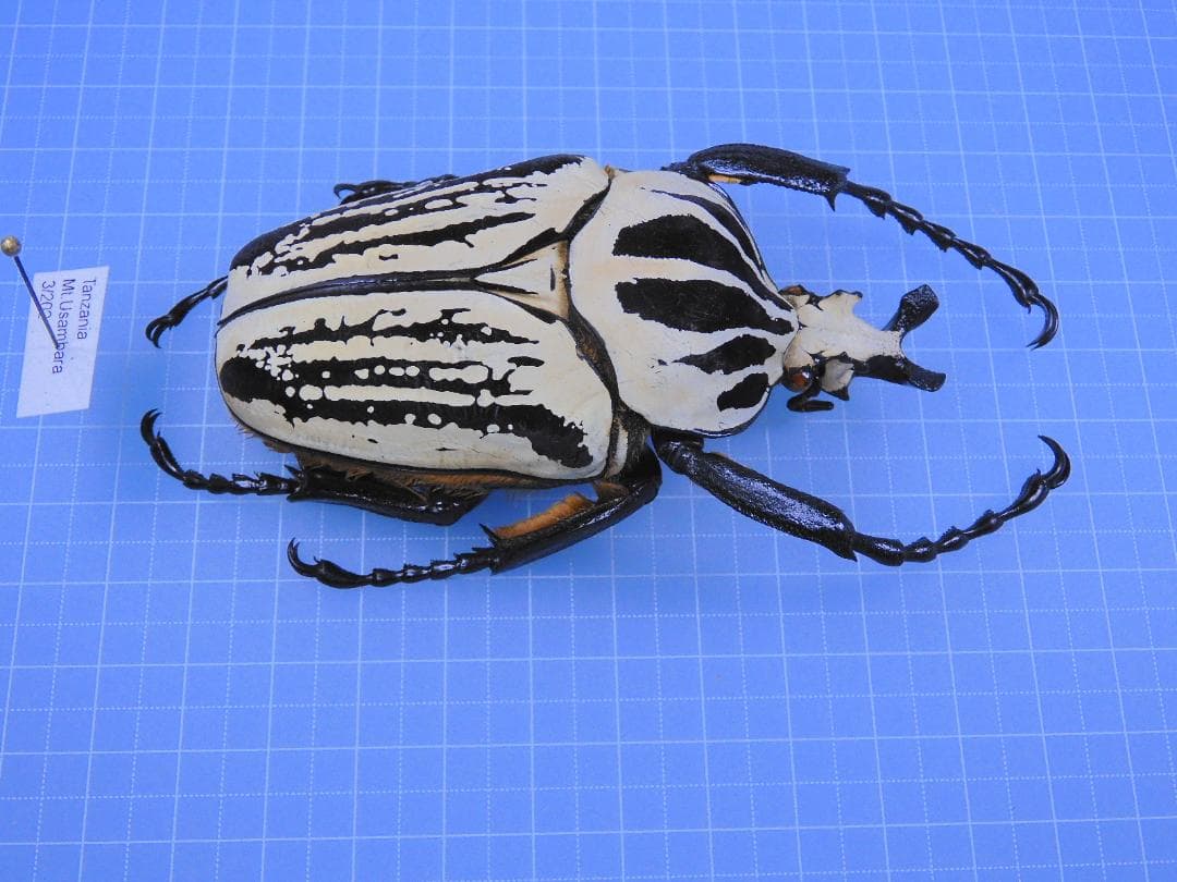 タンザニア産　プレウスオオツノハナムグリ　88mm