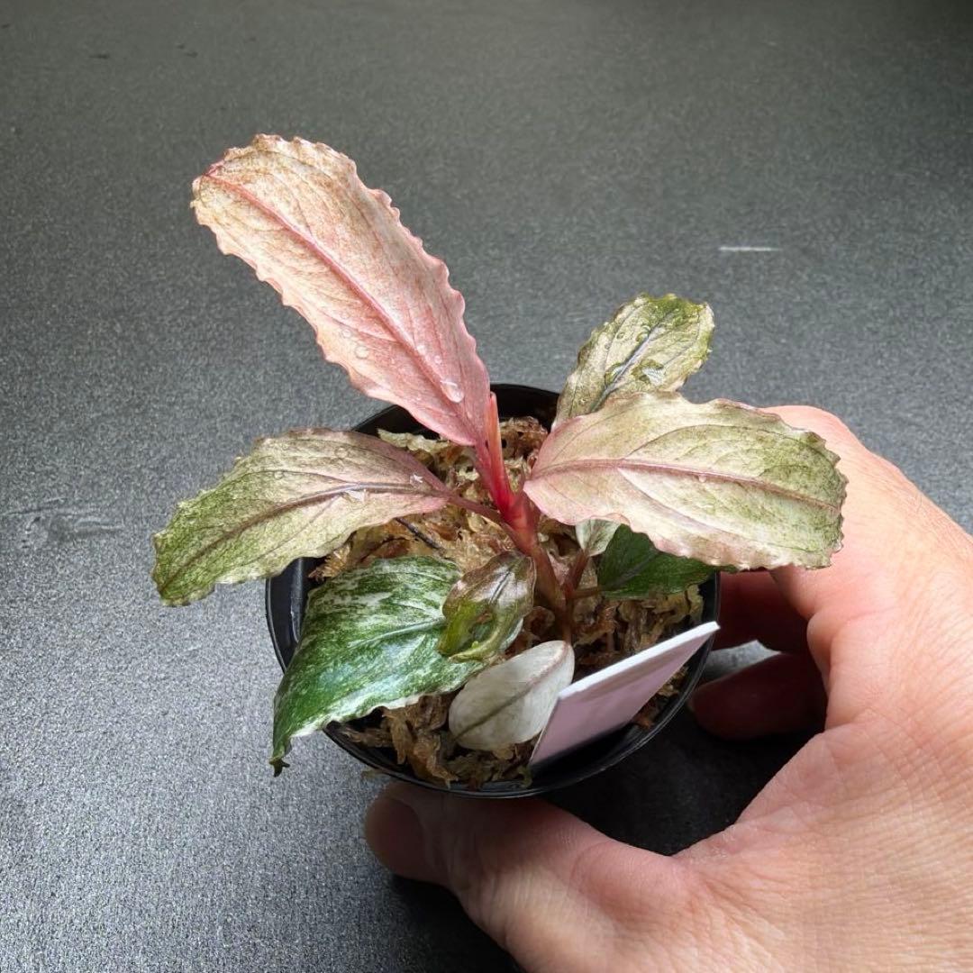 Bucephalandra sp.PinkVariegata ピンクバリエガータ