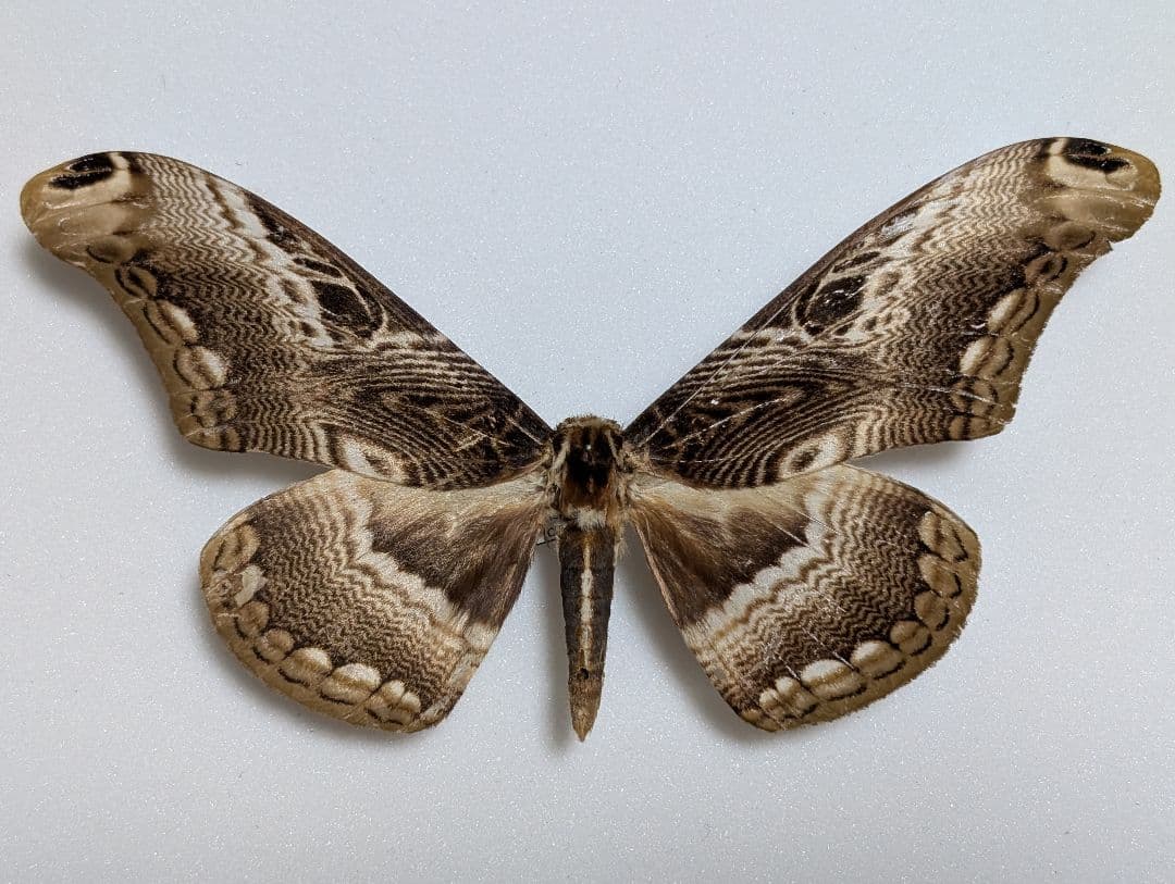 アポロヤママユ、アフリカオオイボタガ　セット