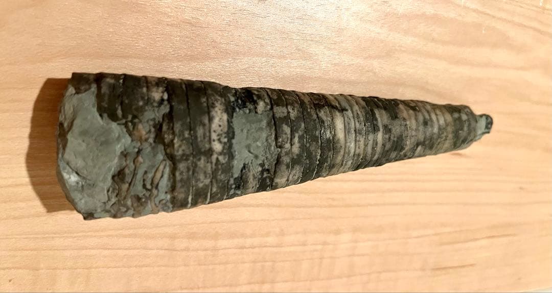 直角貝　化石　希少品