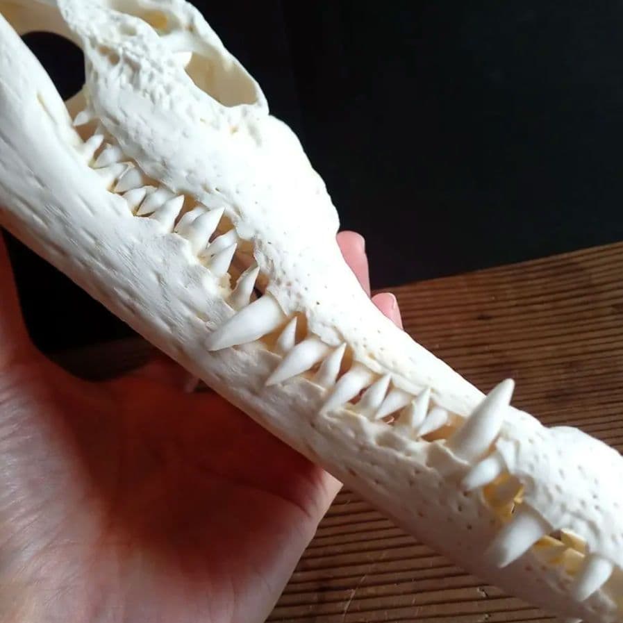 骨格　頭骨　ワニ　スカル　クロコダイル　美麗