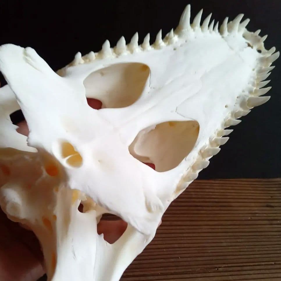 骨格　頭骨　ワニ　スカル　クロコダイル　美麗
