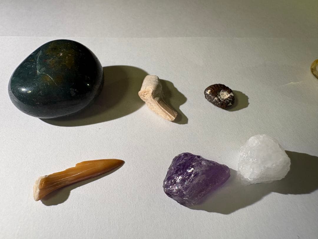 化石詰め合わせセット