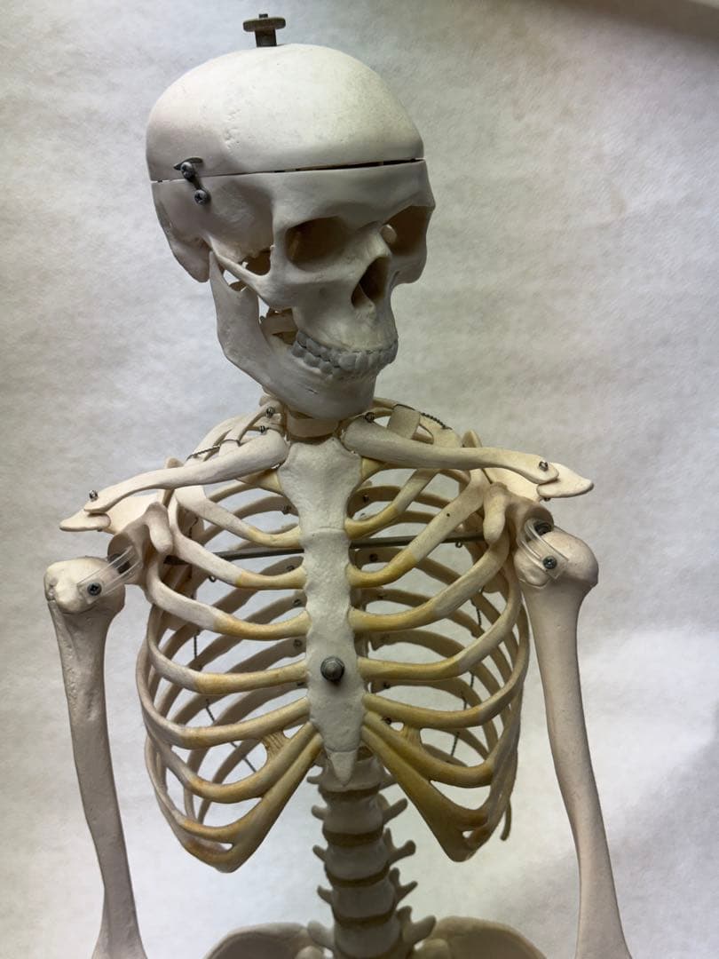 ☠️ガイコツ　医学教本　人体の骨格