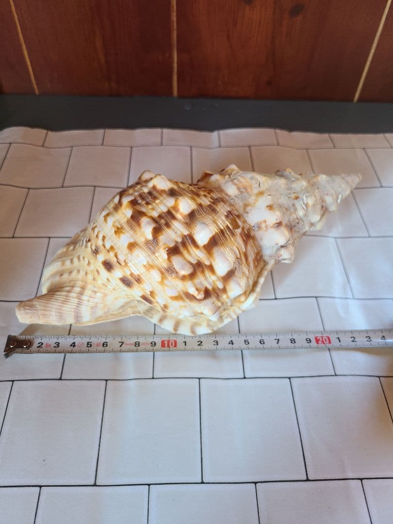 五島列島!特大! 貝殻　貝　標本　コレクション　タカラガイ　アンティーク　化石