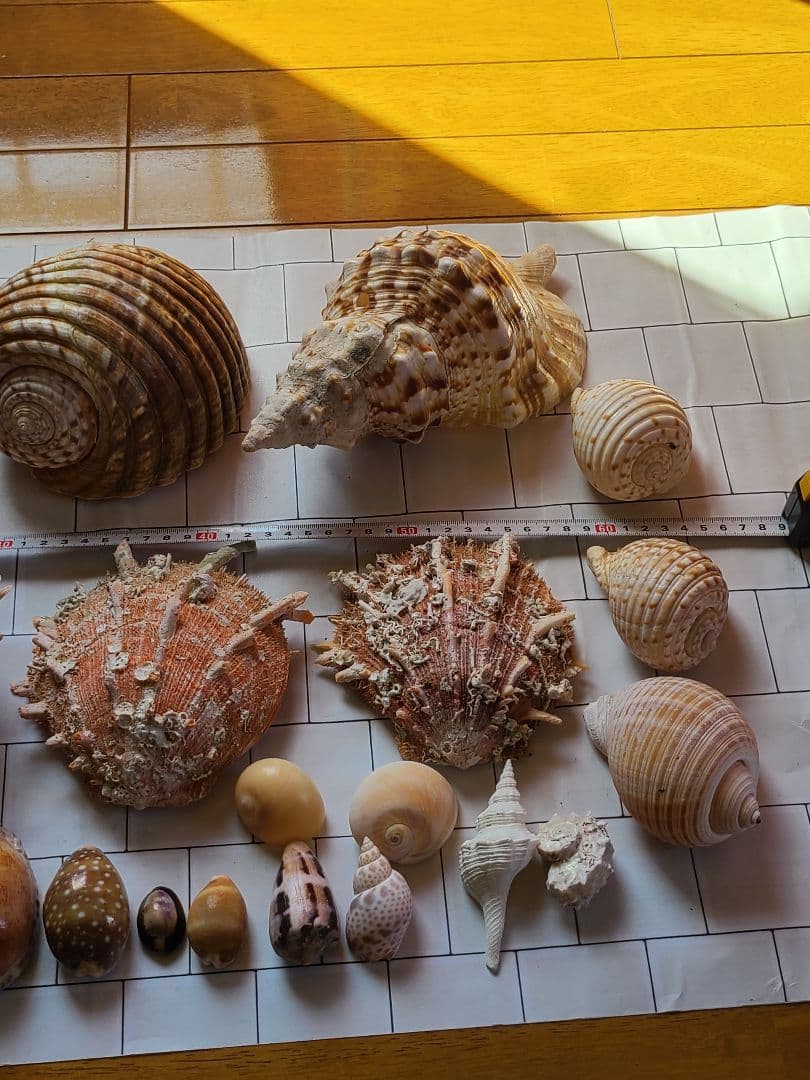 五島列島!特大! 貝殻　貝　標本　コレクション　タカラガイ　アンティーク　化石