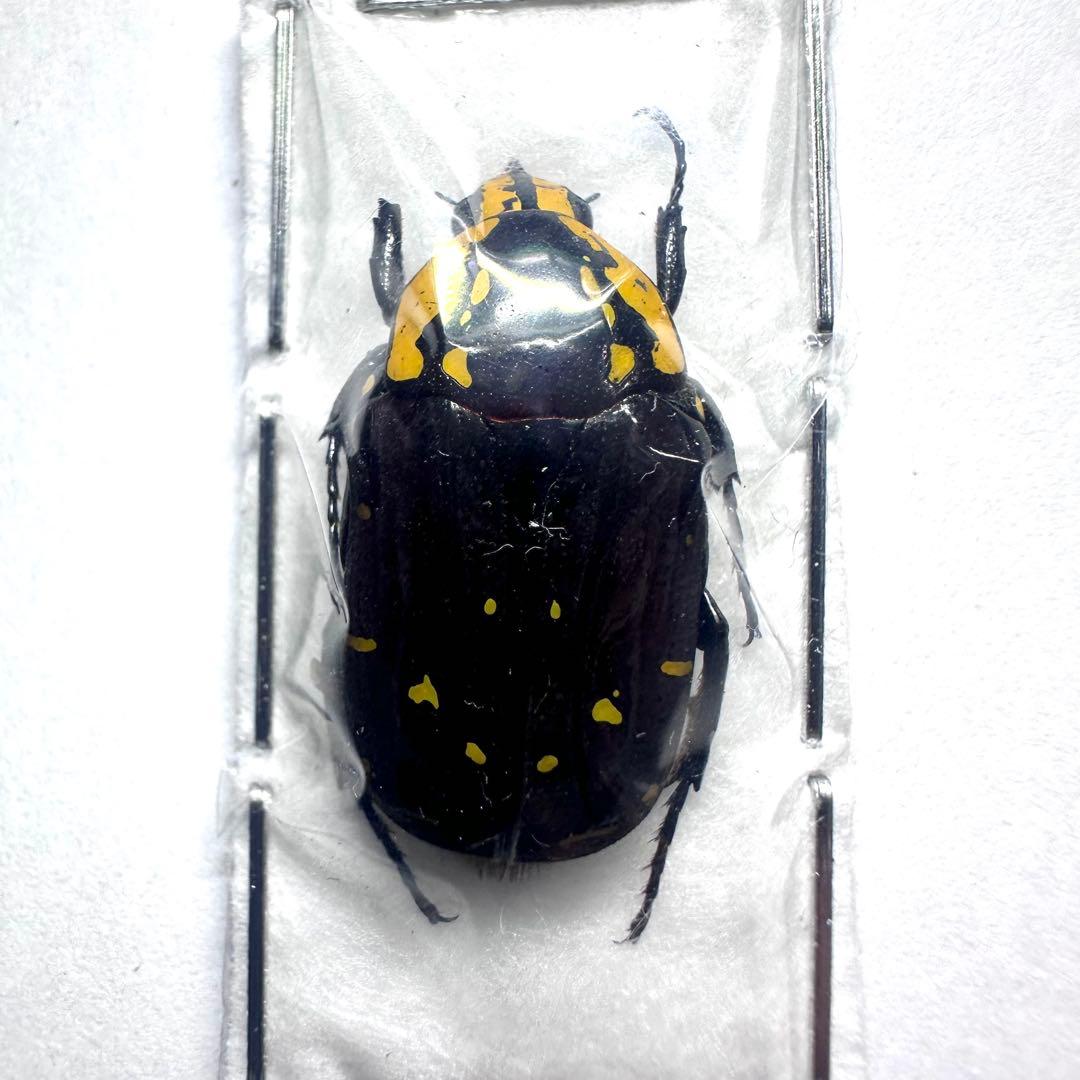 【標本】コツノマラガシーハナムグリ