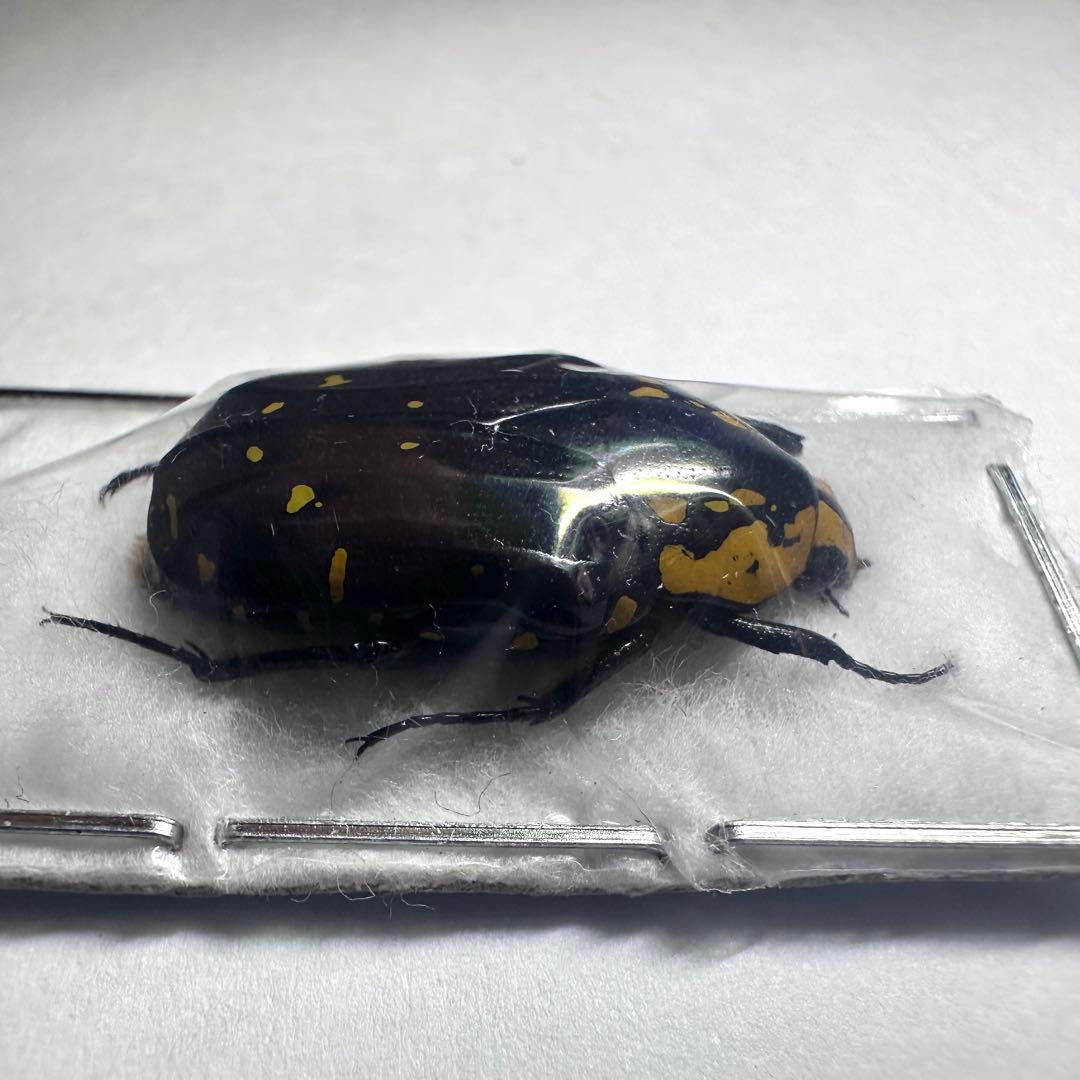 【標本】コツノマラガシーハナムグリ