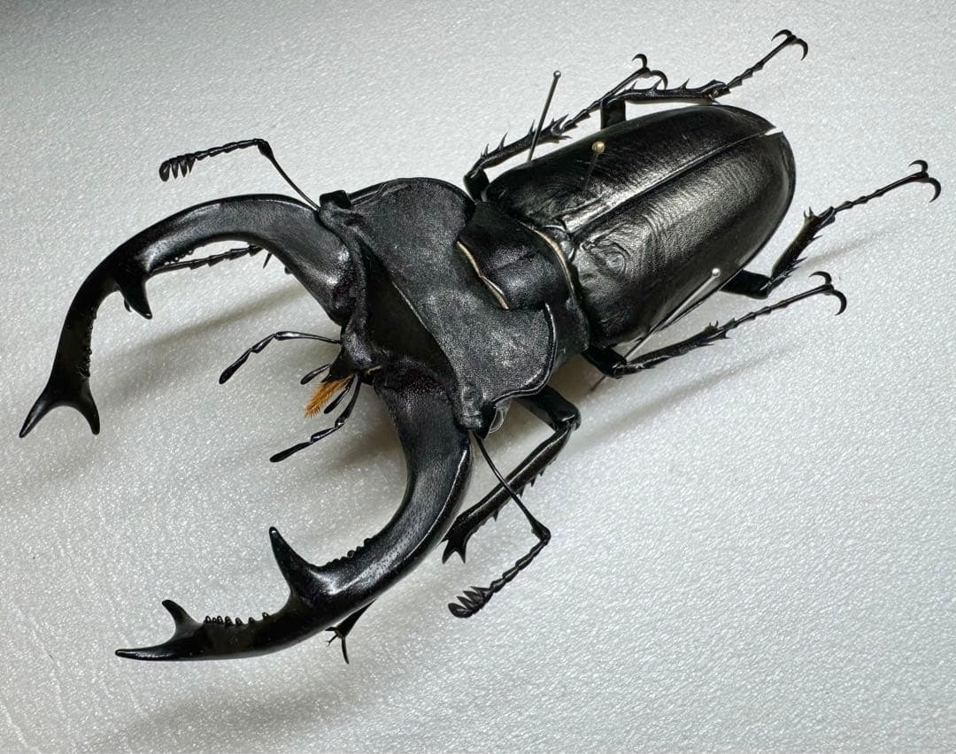 大型良型 ユダイクスミヤマクワガタ 90㎜ 飼育品 標本
