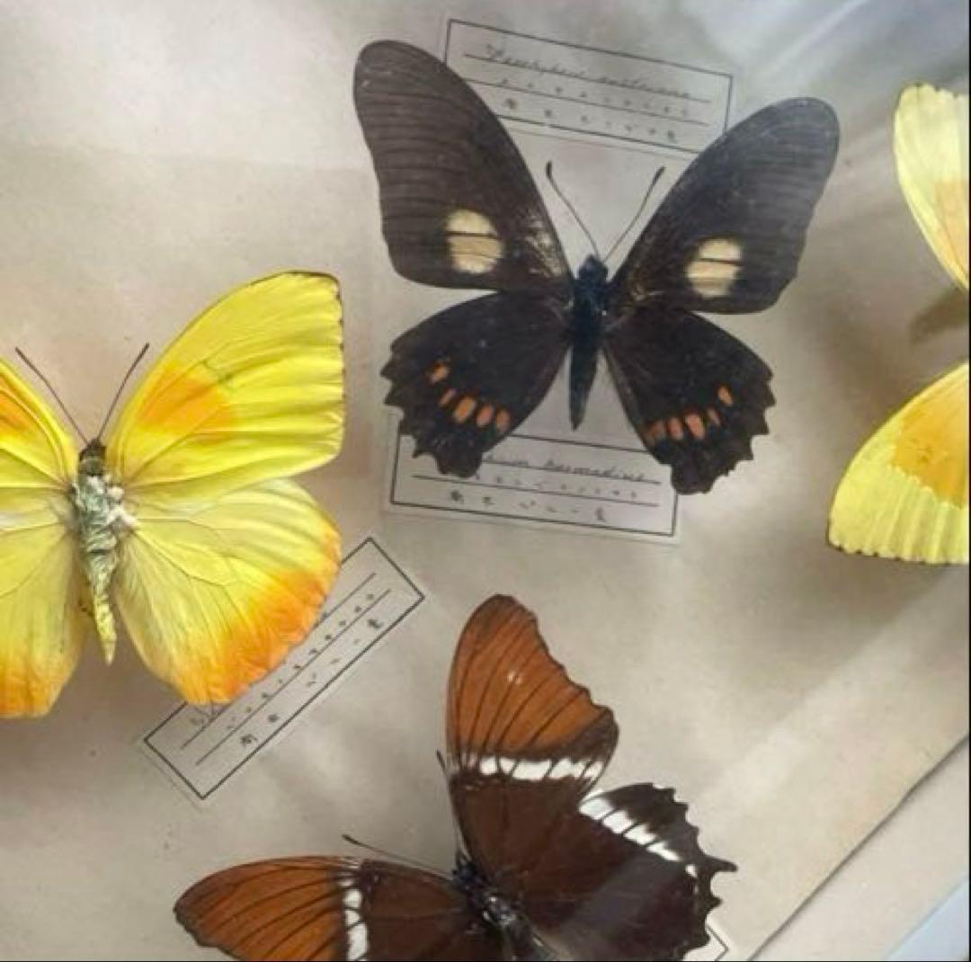 アンティーク蝶標本 モルフォ蝶　他　　ヴィンテージ昆虫標本　全22種類