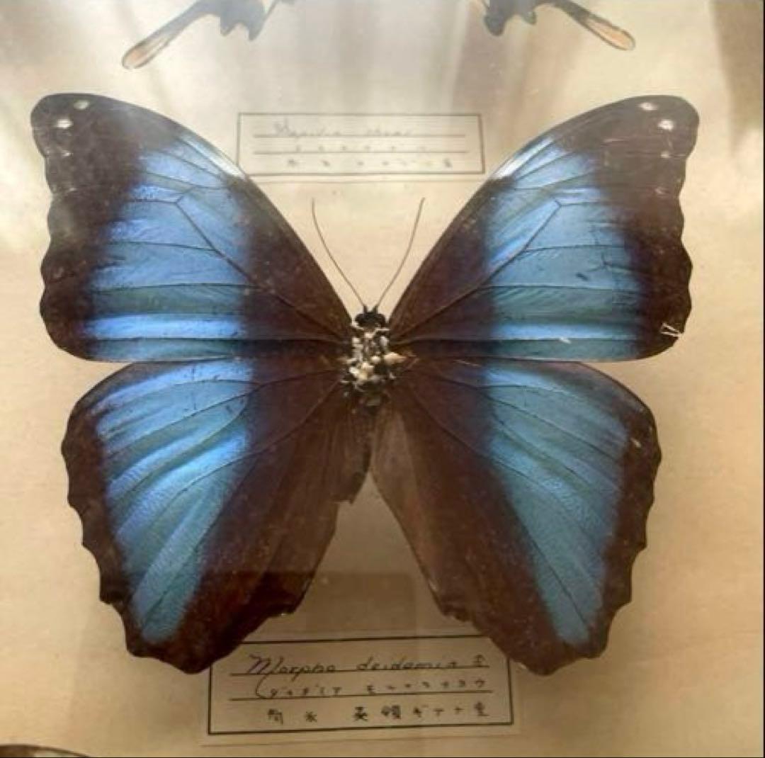 アンティーク蝶標本 モルフォ蝶　他　　ヴィンテージ昆虫標本　全22種類