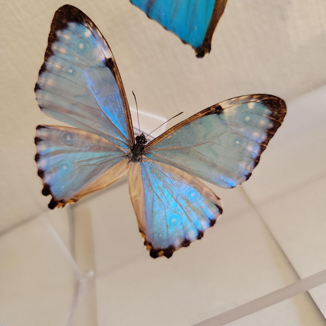 蝶の標本　輝くモルフォの世界(A特)