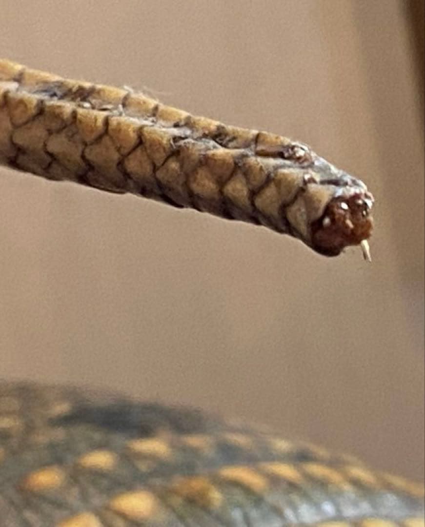 アルマジロ剥製 置物 インテリア 置き物 哺乳類 被甲目 標本 オブジェ 珍獣