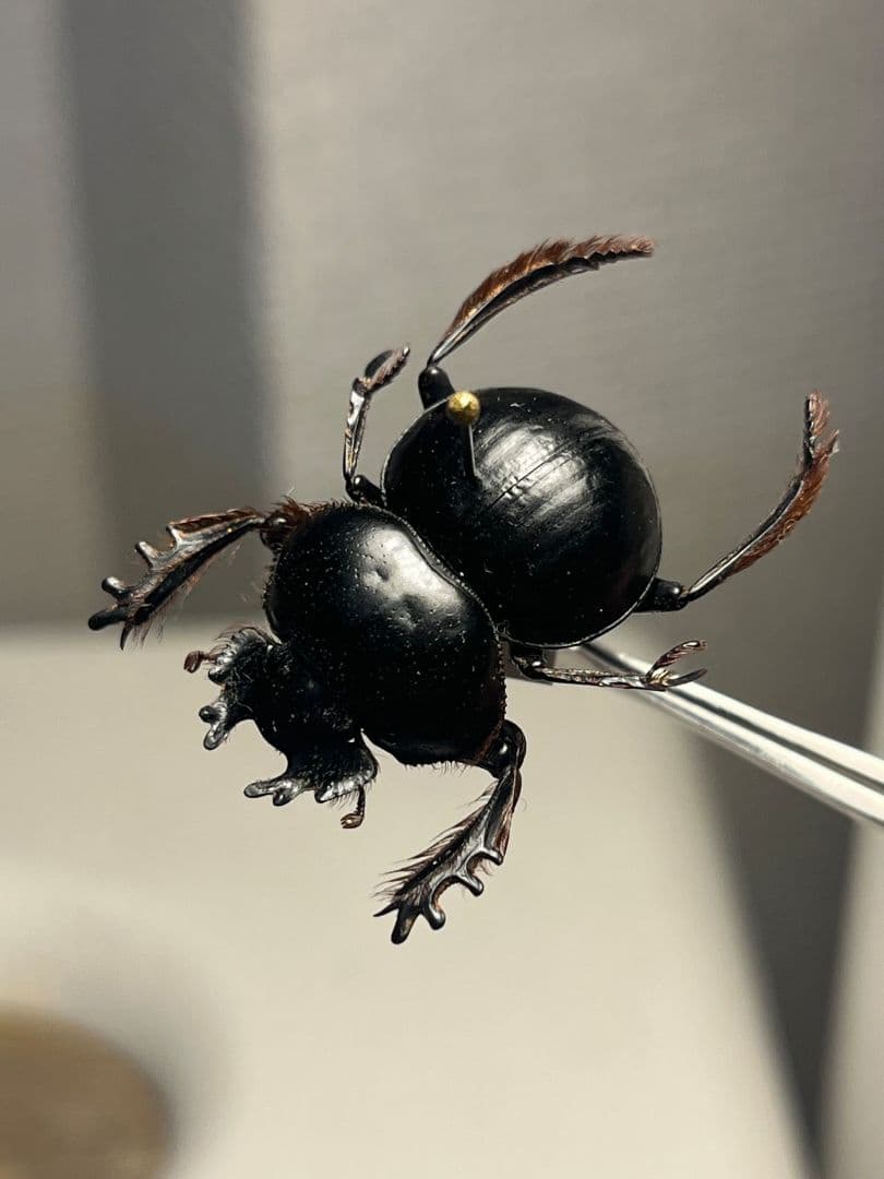 【24mm♂】クモガタタマオシコガネに酷似のPachysoma標本　糞虫