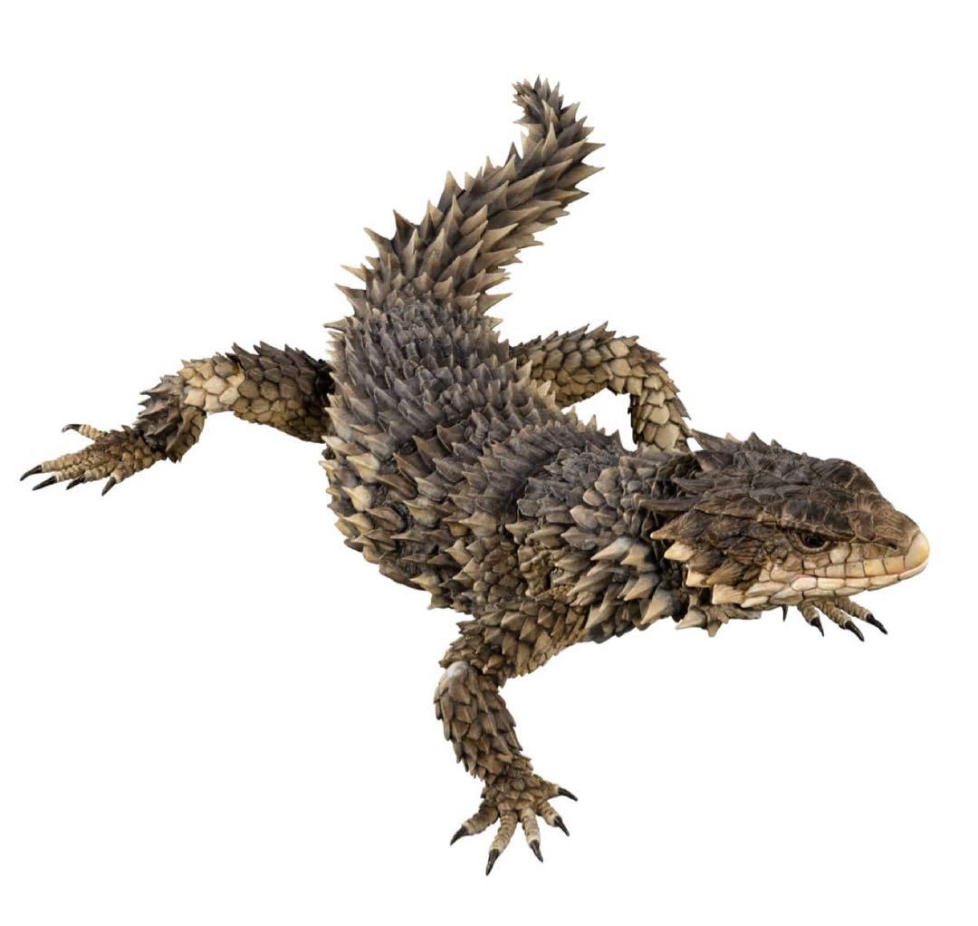 いきもの大図鑑アルティメット オオヨロイトカゲ 新品未開封 ⓵