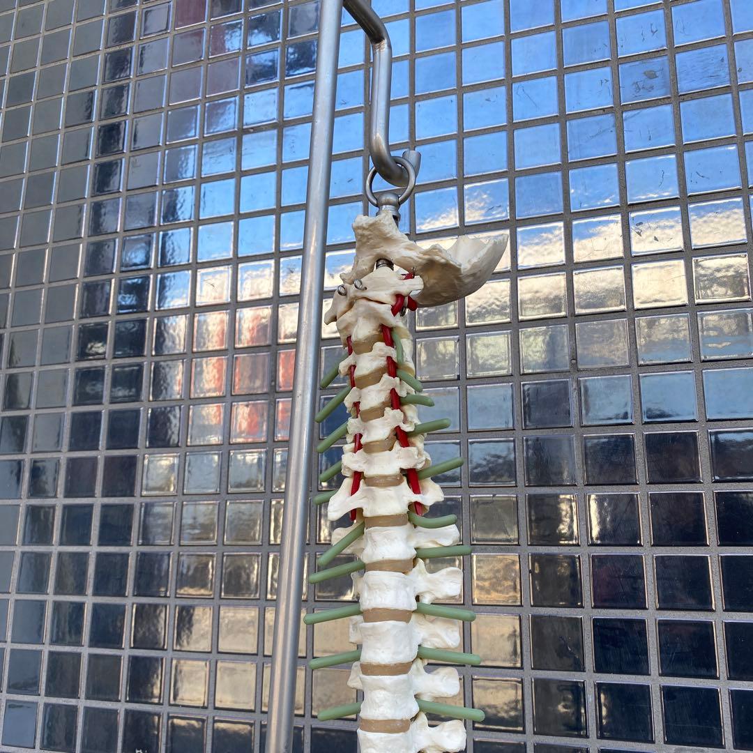 人体模型 脊柱骨格 スタンド付き ヴィンテージオブジェ 標本 置物