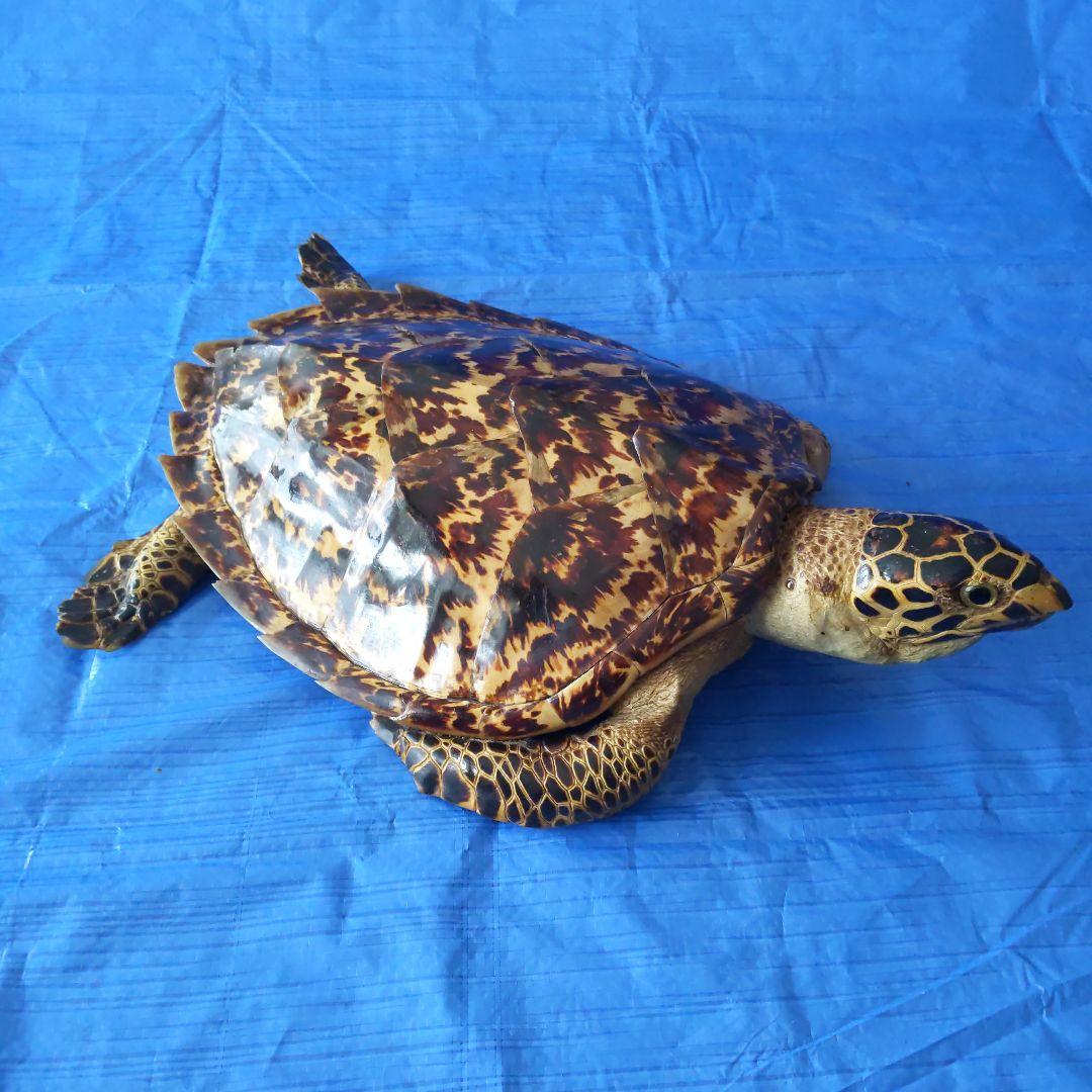 ③うみがめ〚タイマイ〛の剥製　 　壁掛けフックつき