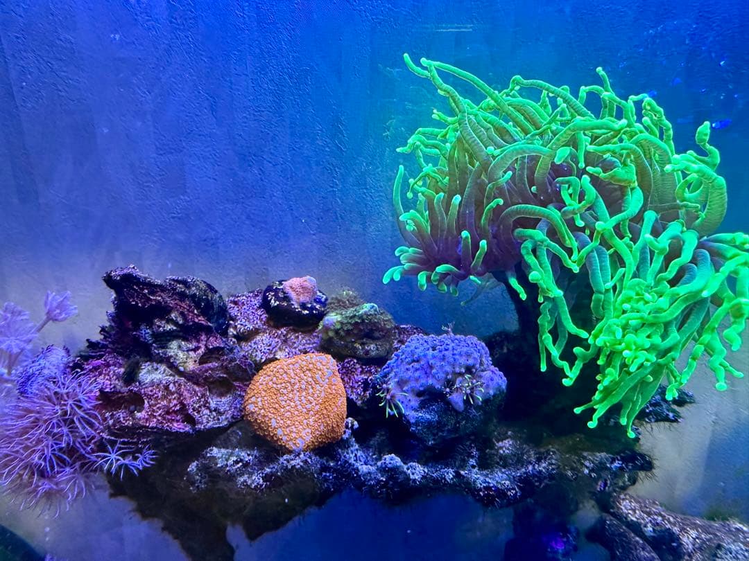 リポビタンD様　7種