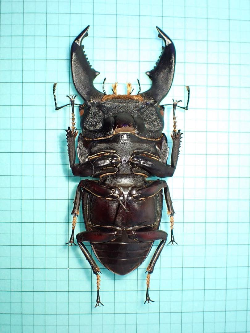 【標本】スマトラヒラタクワガタ　アチェ産　101.1ミリ　飼育品