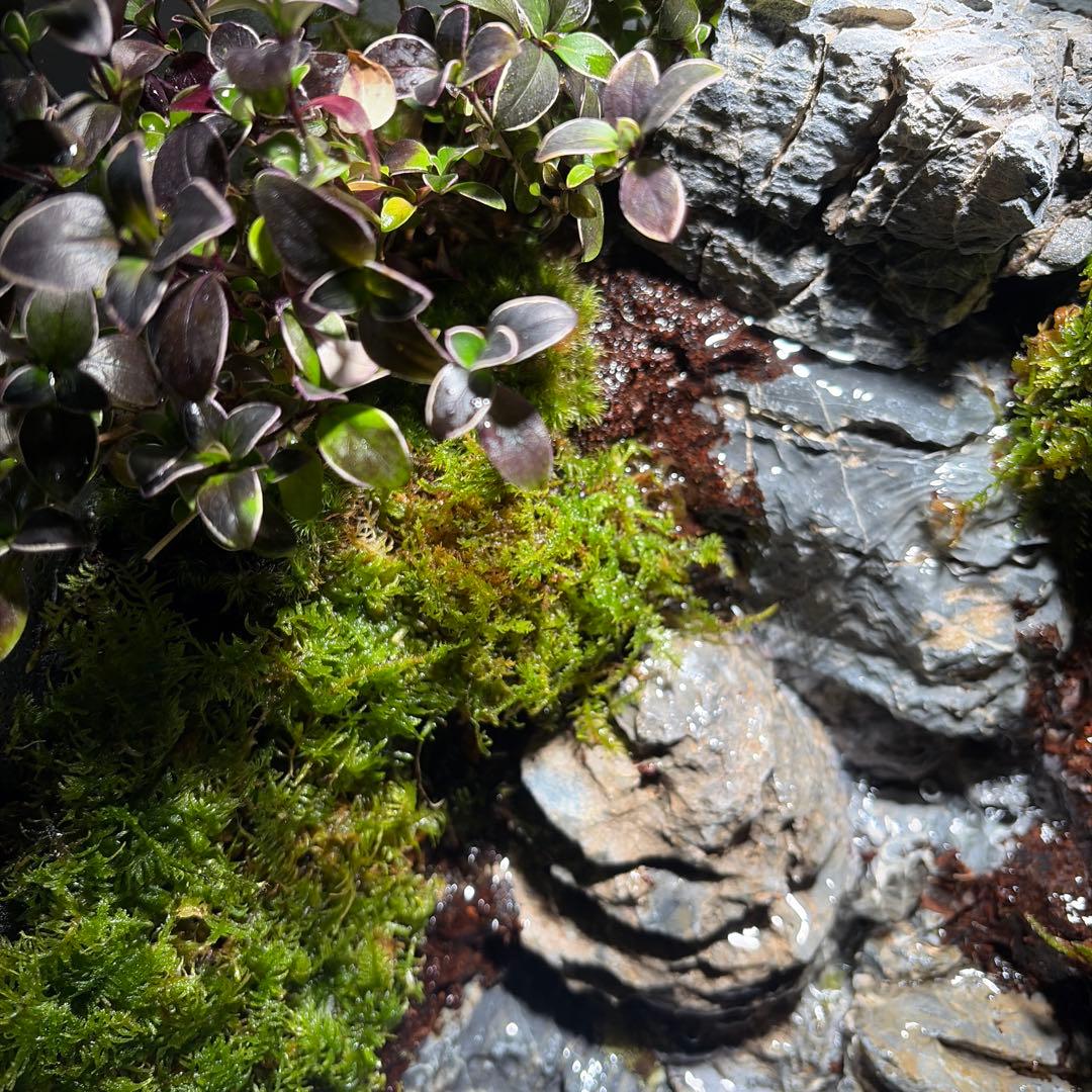 【受注生産】大きな滝のアクアテラリウム