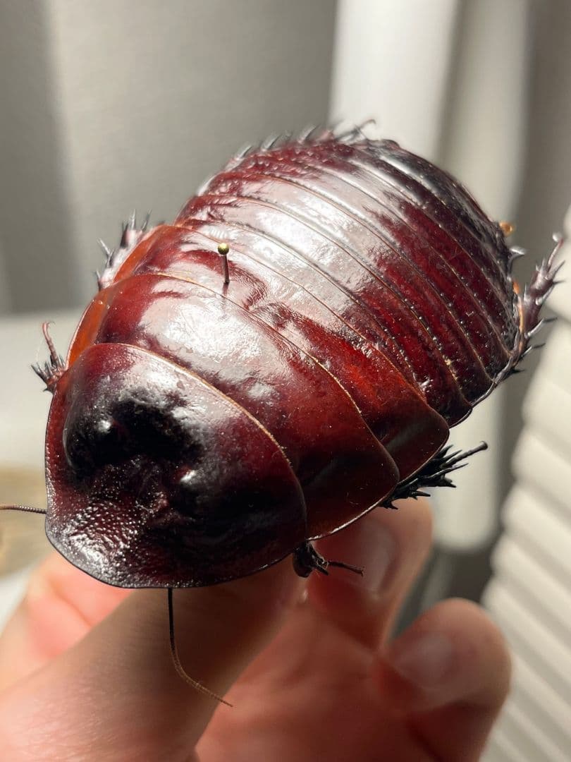 【71mm】ヨロイモグラゴキブリ Macropanesthia昆虫標本