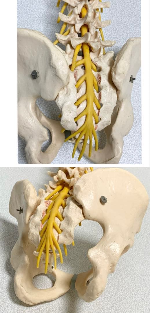 人体脊椎模型 可動式 約85cmカイロプラクティック 全健会 コタロウ ドイツ製