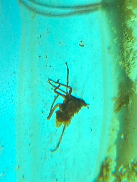 アンバー 琥珀  昆虫 コレクション 天然石 虫入り ゴキブリ 価値上がる 宝石