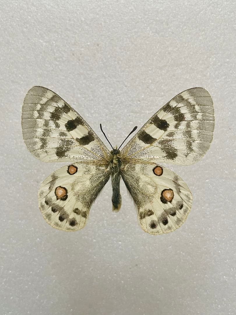 【ペア購入できます】パルナシウス・イノピナツ（1オス、アフガニスタン）