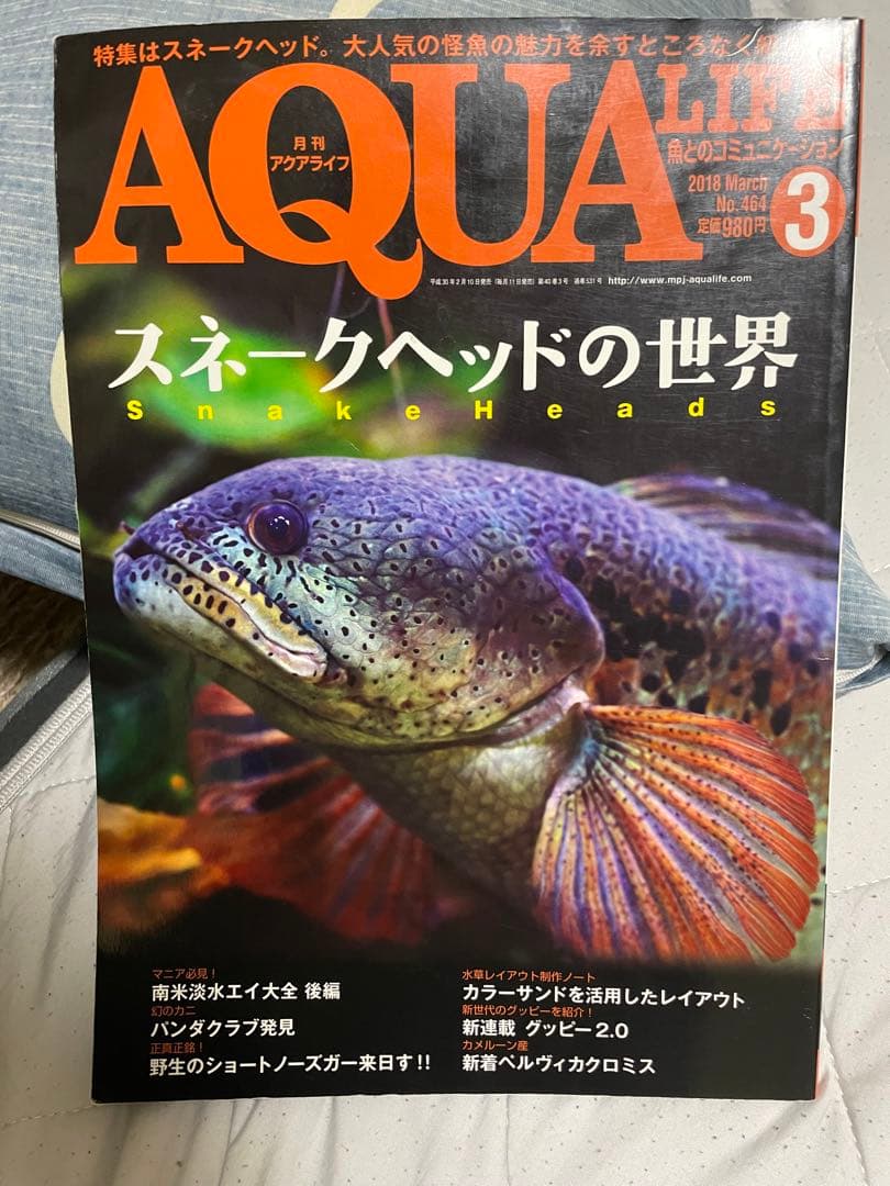 【貴重！】月刊アクアライフ スネークヘッド特集 4冊セット