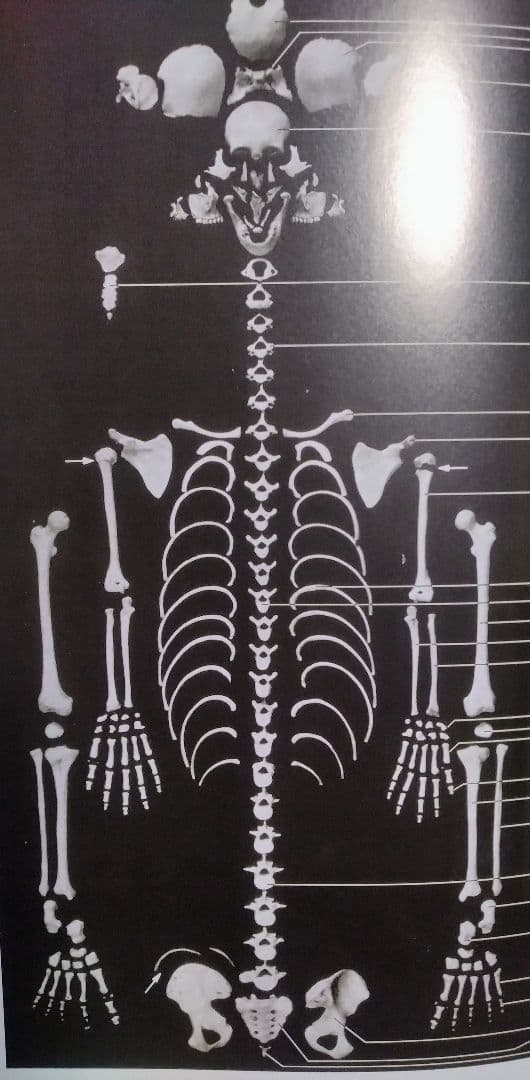 等身大人体骨格模型　坂本モデル