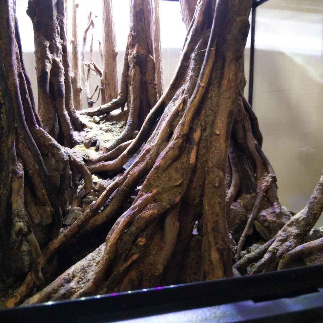 【受注生産】グラステラリウム3030　イモリウム　苔テラリウム　アクアテラリウム