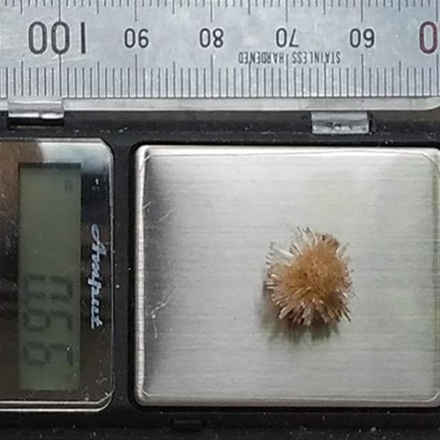 0.66g　アラゴナイト　かわいいウニゴナイト(仮称)　霰石