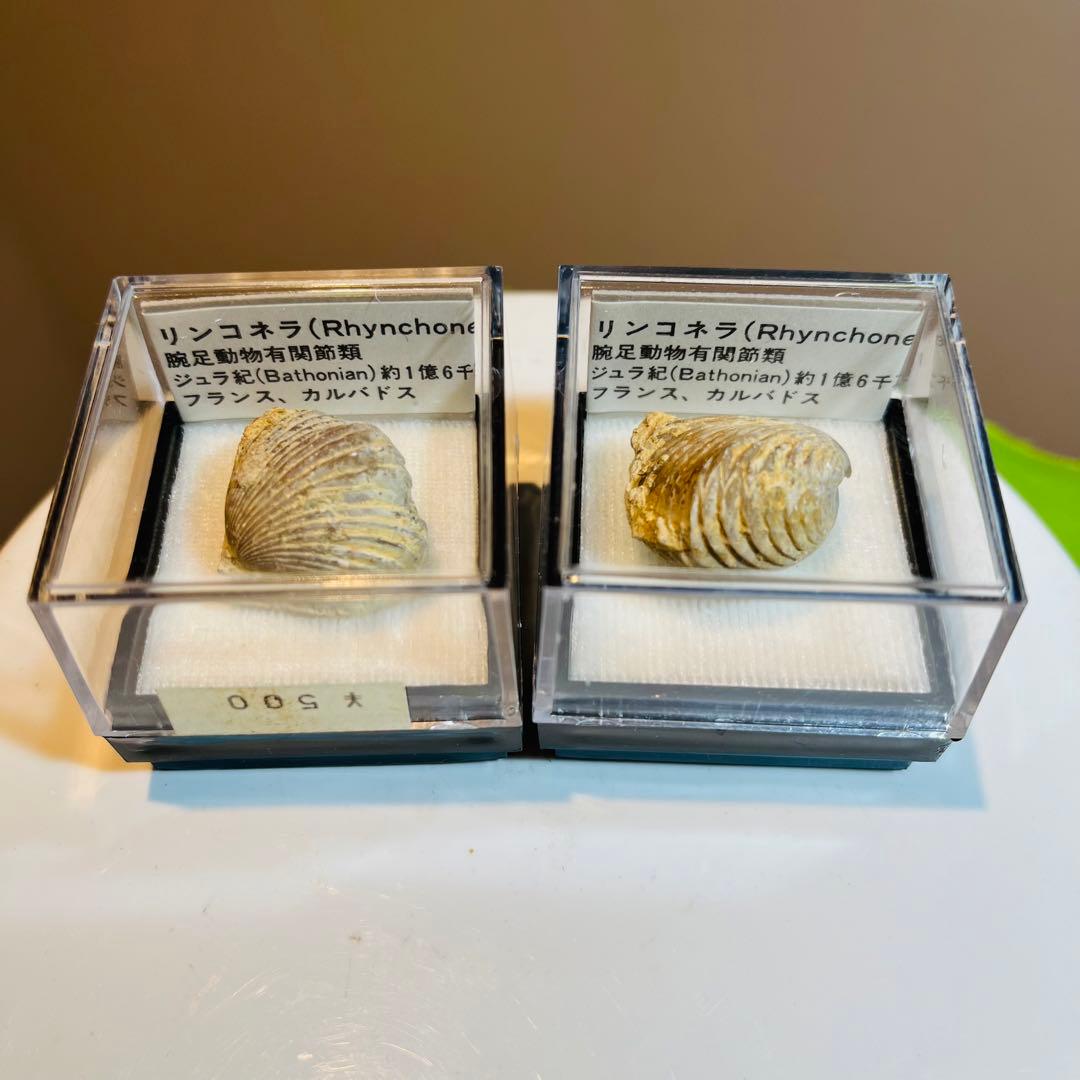 化石 まとめ売り　三葉虫　貝　シダ　ウニ　アンモナイト