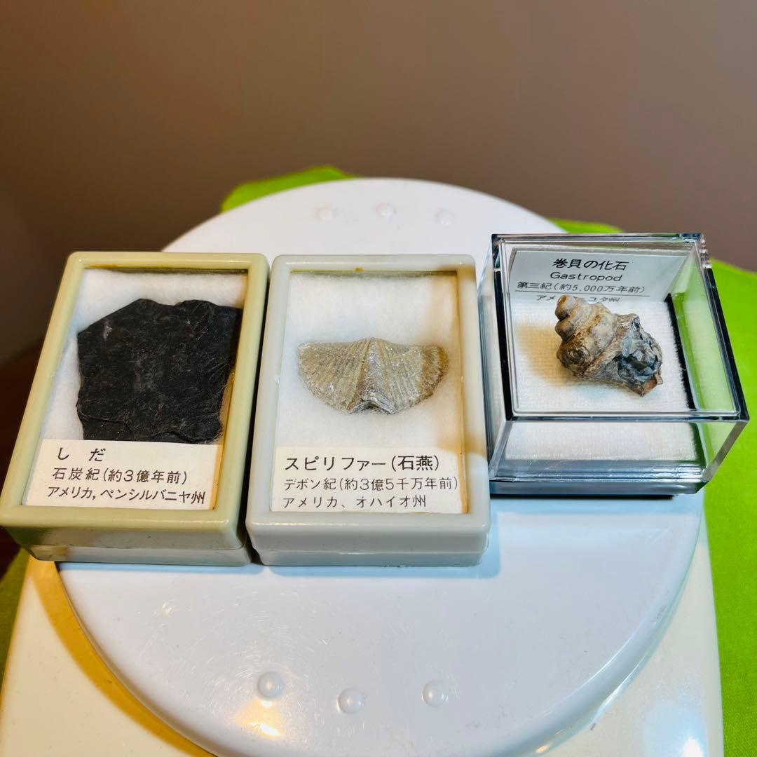 化石 まとめ売り　三葉虫　貝　シダ　ウニ　アンモナイト