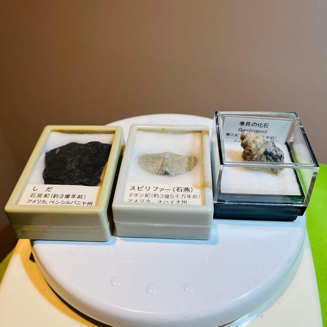 化石 まとめ売り　三葉虫　貝　シダ　ウニ　アンモナイト