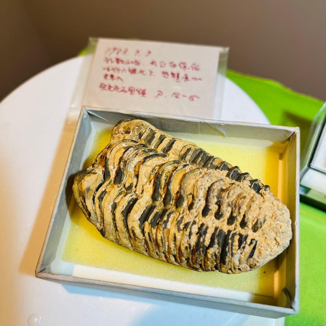 化石 まとめ売り　三葉虫　貝　シダ　ウニ　アンモナイト