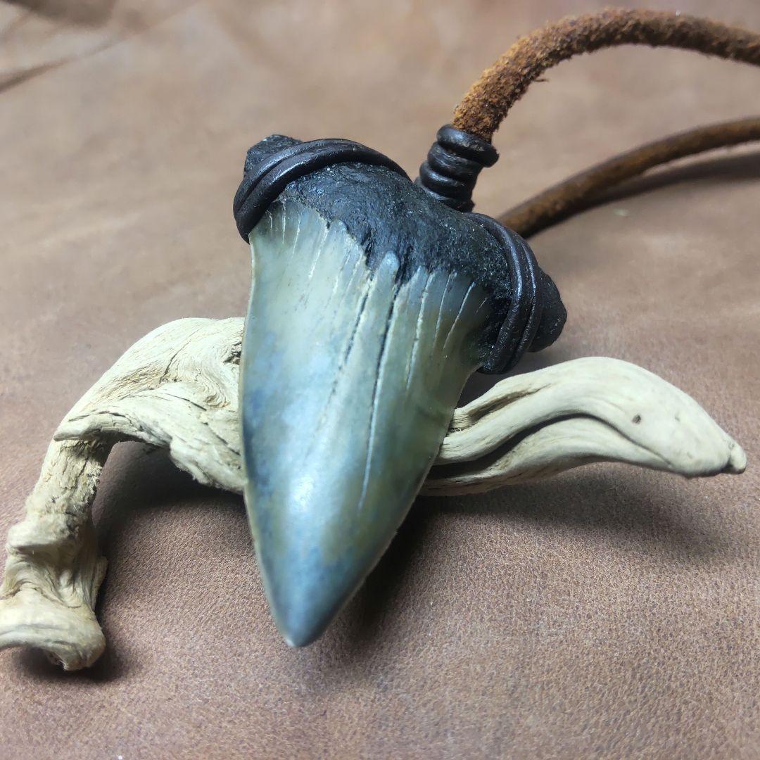 ③Isurs hastalis 化石　鮫の歯　メガロドン　三葉虫　希少