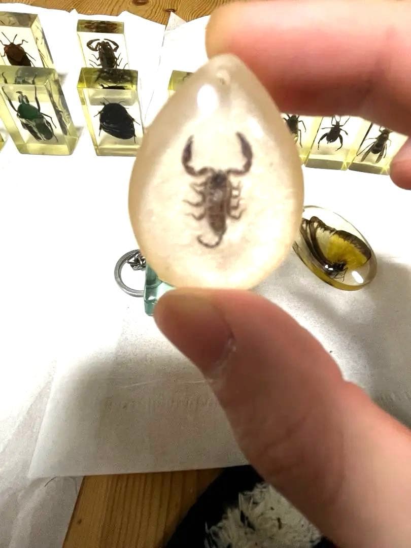 昆虫標本とおまけの魚の標本キーホルダー