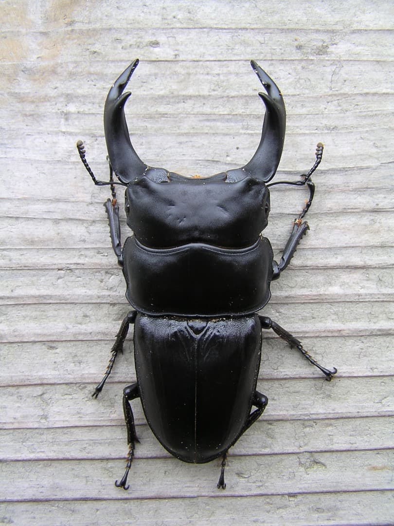 高性能・高品質　BREED菌糸ブロック　3500cc　12個