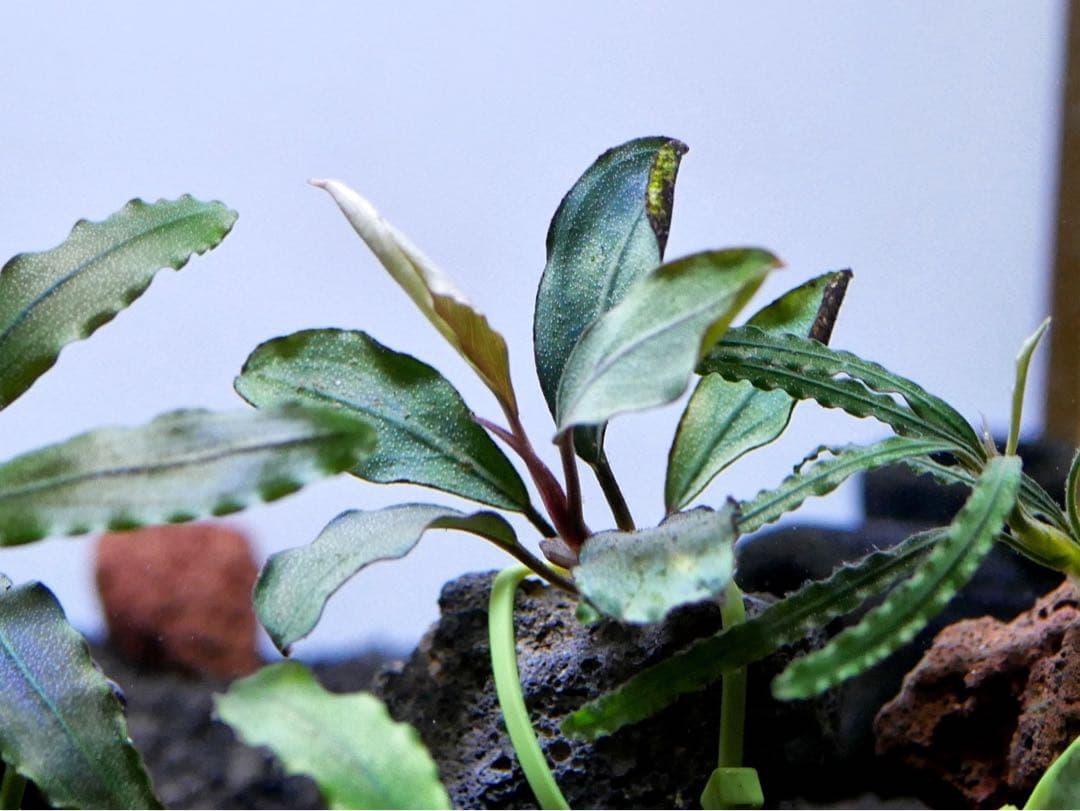 ブセファランドラ『１１種１１株』【完全水中葉【レア種入】宅急便発送（発泡箱使用）