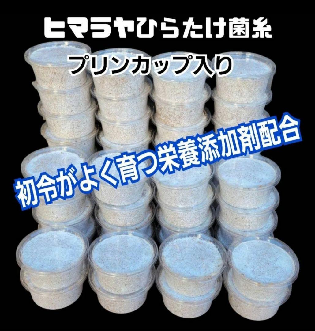 ヒマラヤひらたけ菌糸カップ【50個セット】初令、2令幼虫専用栄養添配合！