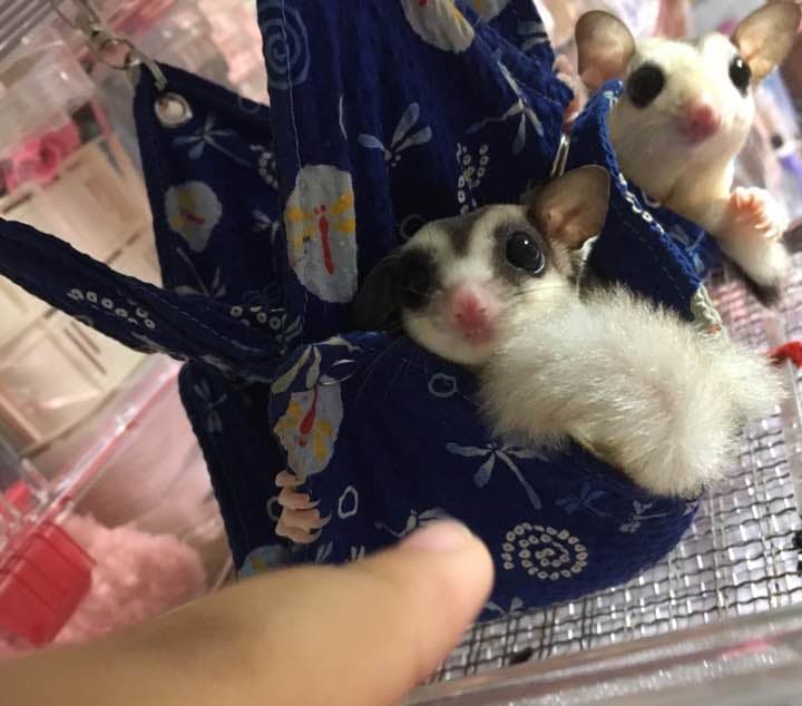 モモンガハウス(花・パンダ柄)夏仕様  涼しい夏生地を使用❗️ 1550円